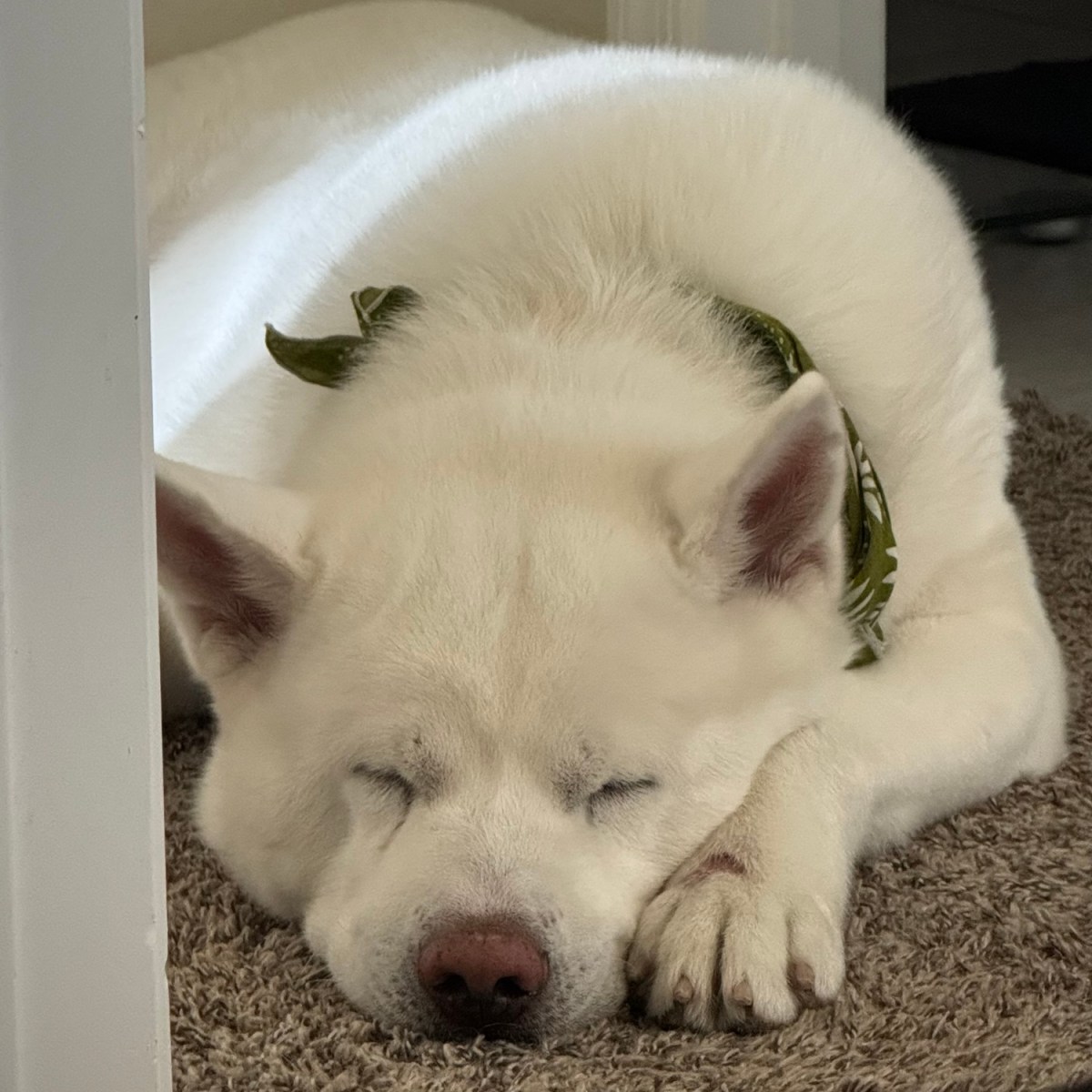 The Peace of&nbsp;Love